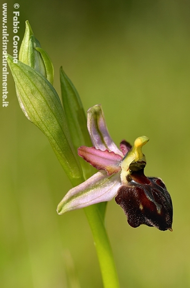 Primavera sulcitana